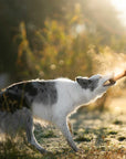 Hundespielzeug Rub Bite Grösse M