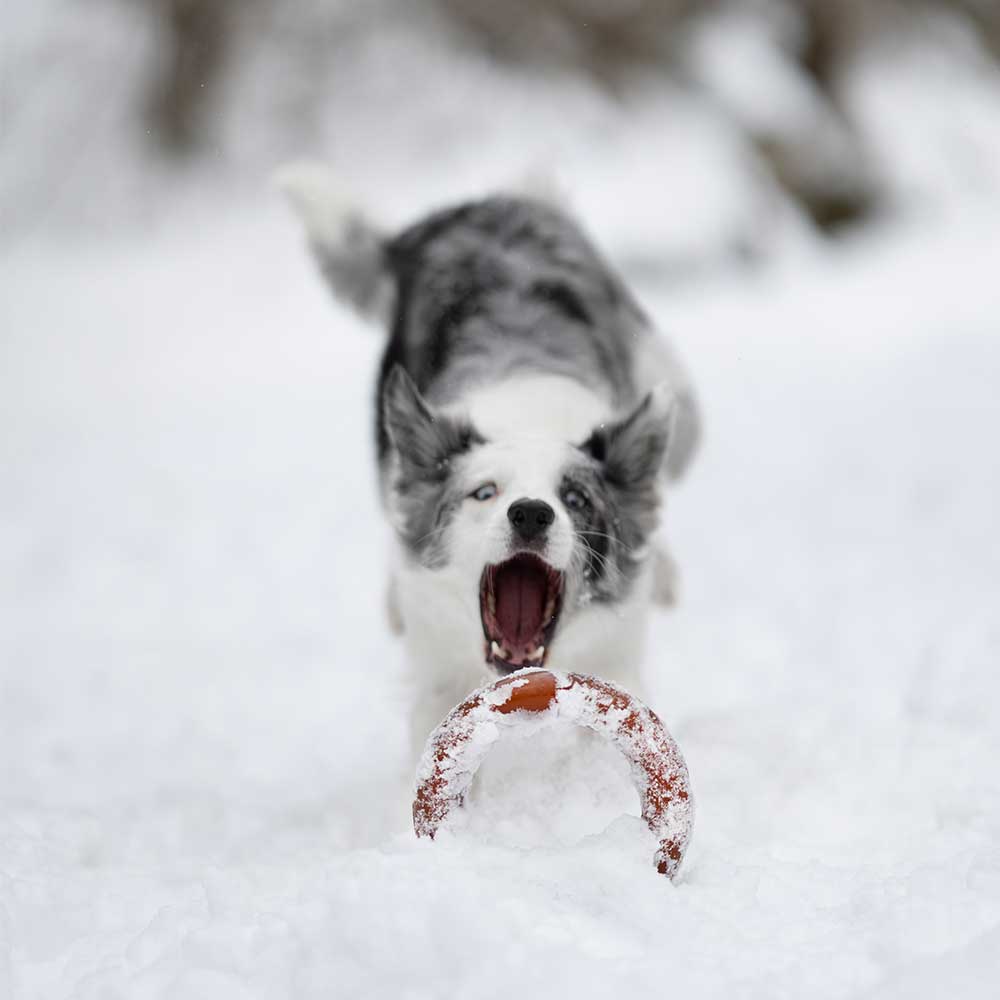 Hundespielzeug Rub Bite Grösse S