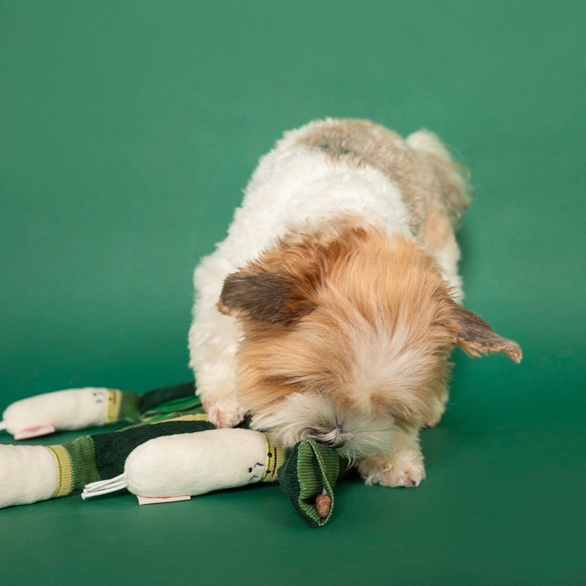 Schnüffelspiel Frühlingszwiebeln Hundespielzeug
