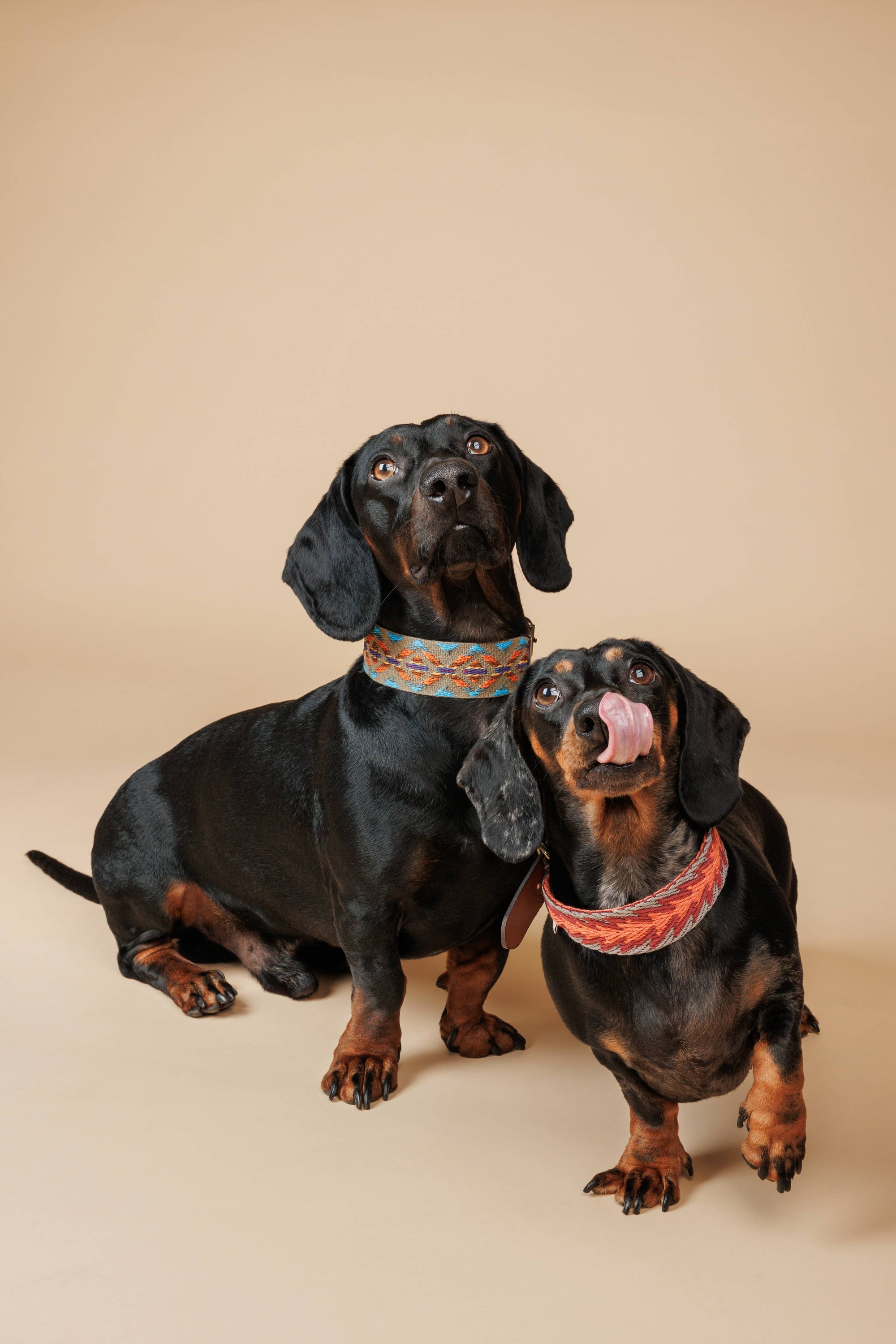 Hundehalsband Etna Green