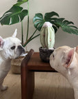 Dog toy cactus