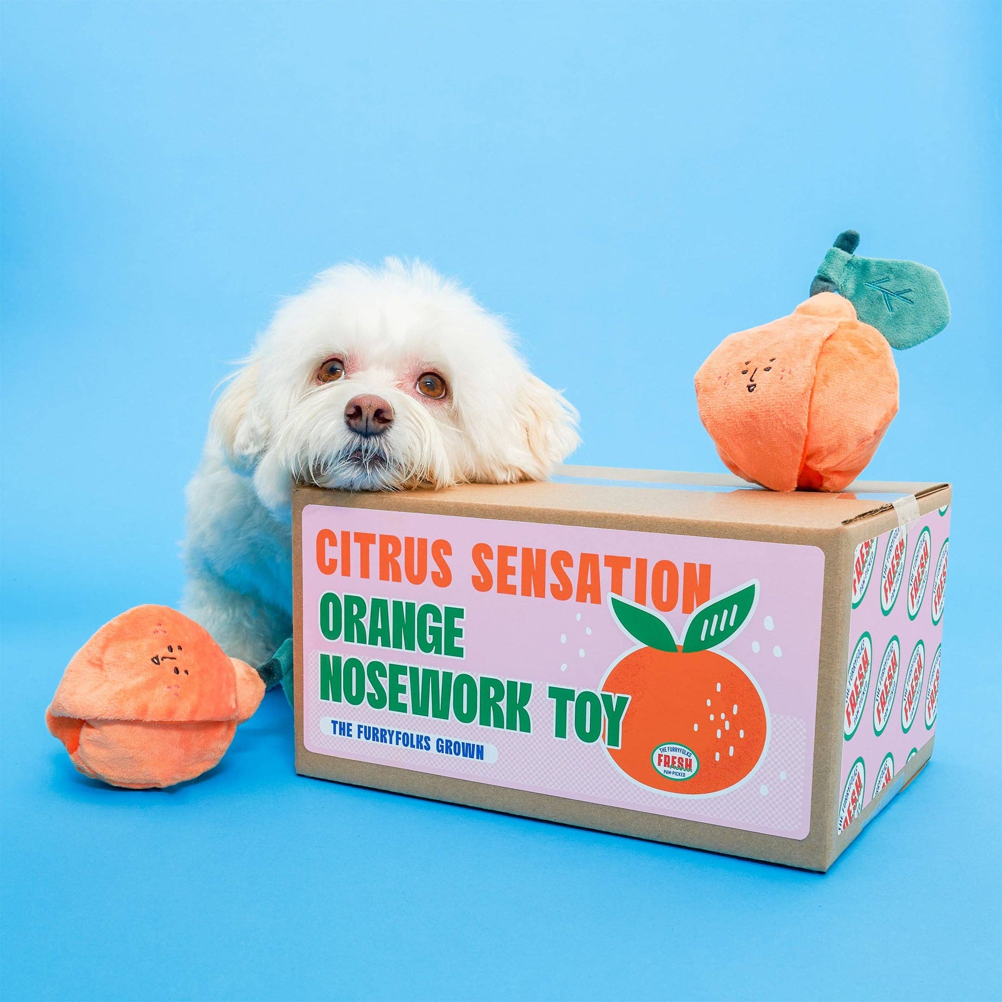 Schnüffelspiel Orange Hundespielzeug