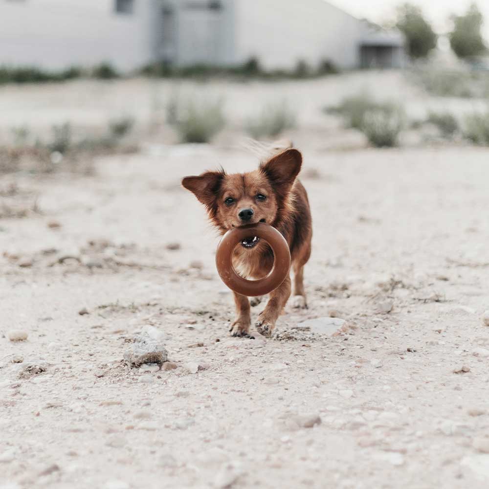 Hundespielzeug Rub Bite Grösse S