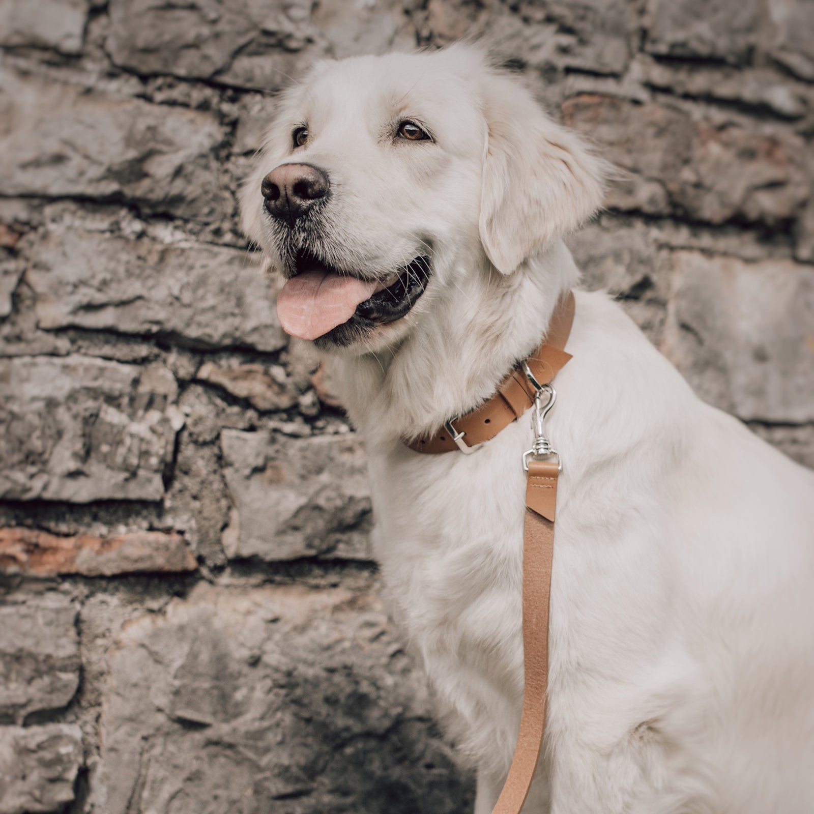 Hundehalsband Kollu camel