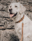 Hundehalsband Kollu camel