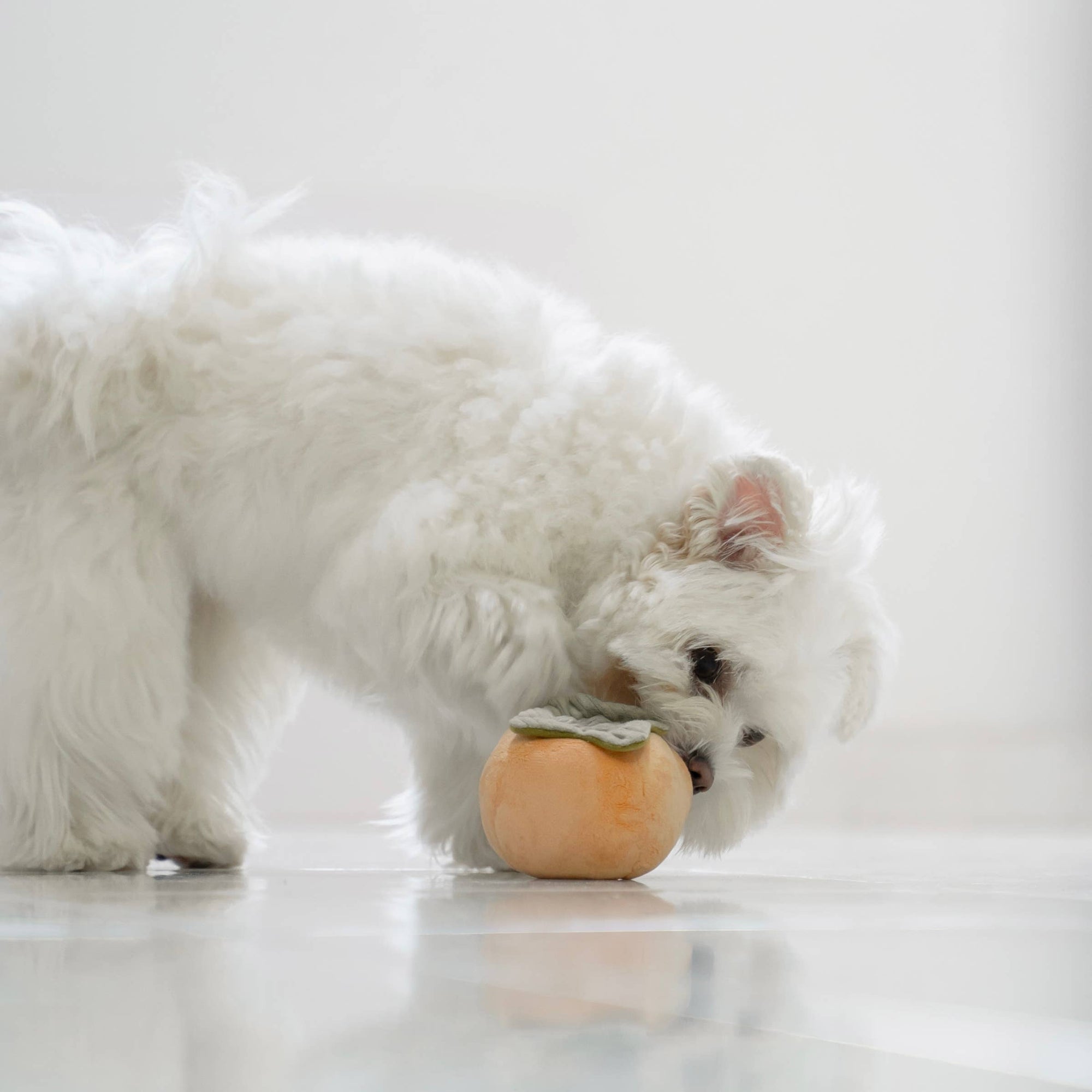 Hundespielzeug Früchte Set
