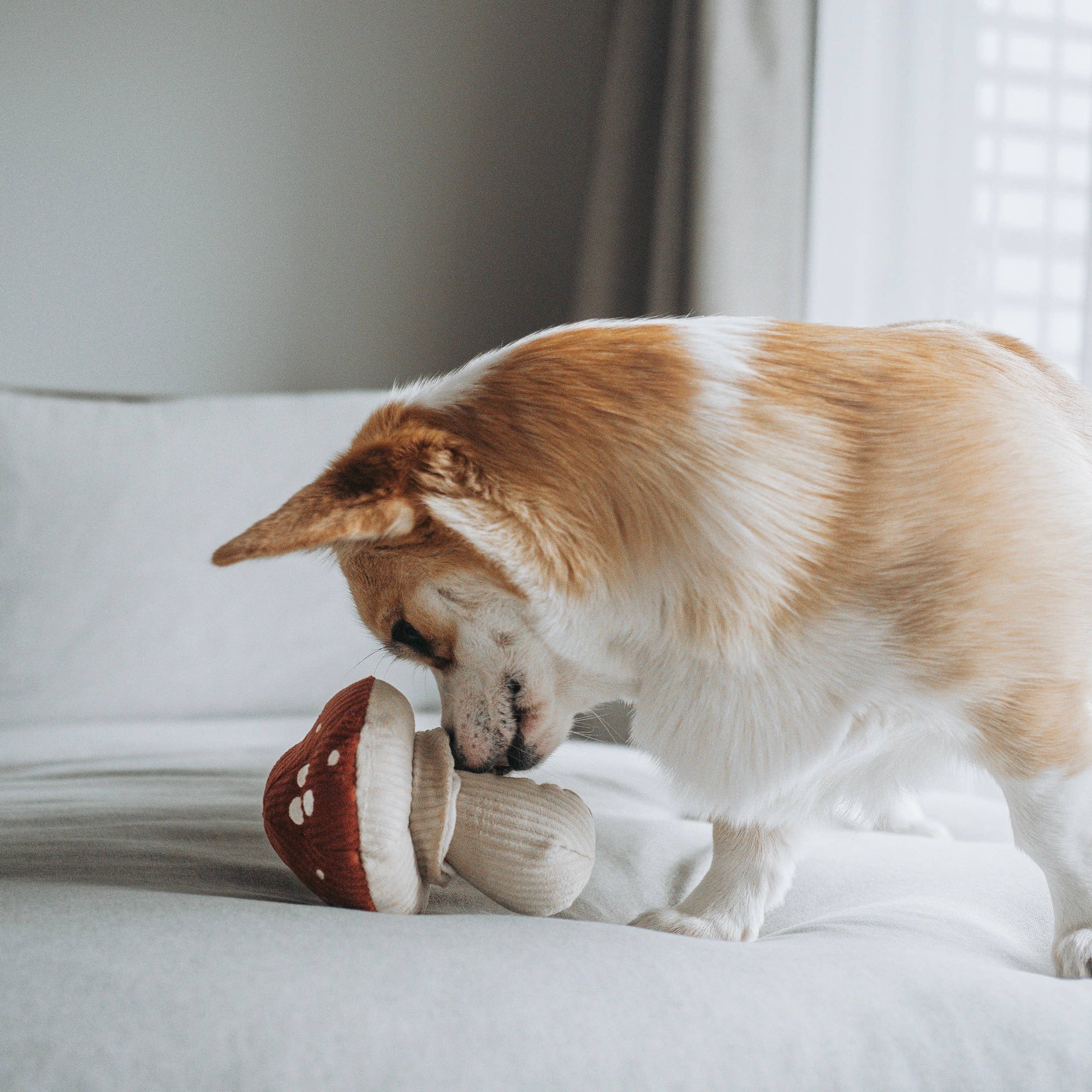 Hundespielzeug Shroom Fliegenpilz
