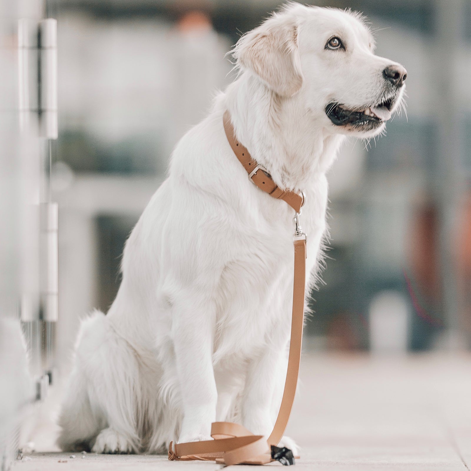 Hundehalsband Kollu camel