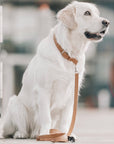 Hundehalsband Kollu camel