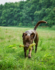 Gretchen Giraffe Hundespielzeug Laboni