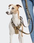 Hundegeschirr Y Sicherheitsgeschirr AKTIV Khaki Grey