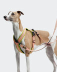 Hundegeschirr Y-1 AKTIV Air-Mesh Peach