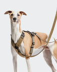 Hundegeschirr Y-2 AKTIV Cordura Khaki