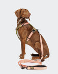 Hundegeschirr Y-2 AKTIV Cordura Peach