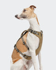 Hundegeschirr Y Sicherheitsgeschirr AKTIV Khaki Grey