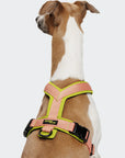 Hundegeschirr Y-1 AKTIV Air-Mesh Peach
