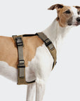 Hundegeschirr Y-2 AKTIV Cordura Khaki