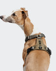 Hundegeschirr Y-2 AKTIV Cordura Khaki