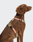 Hundegeschirr Y-2 AKTIV Cordura Peach