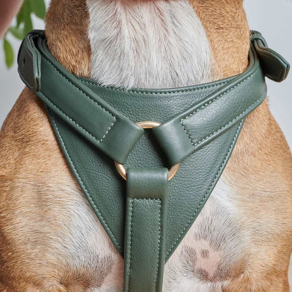 Leder-Hundegeschirr Dark Moss – TheOtherWalk