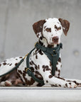 Leather dog harness Sand