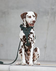 Leather dog harness Sand