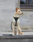 Leather dog harness Sand