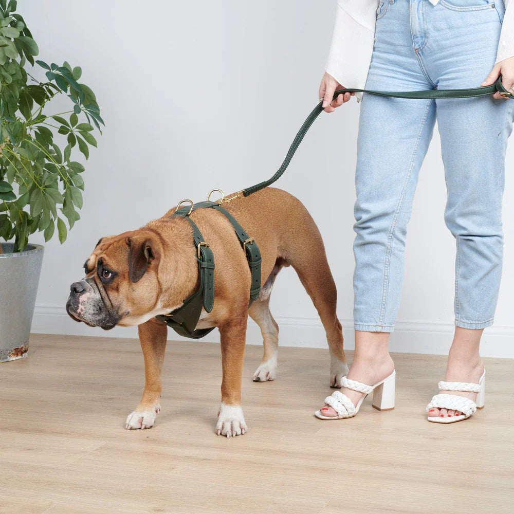 Leather dog harness Sand
