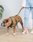 Leather dog harness Sand