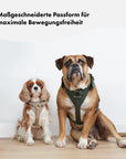Leather dog harness Sand