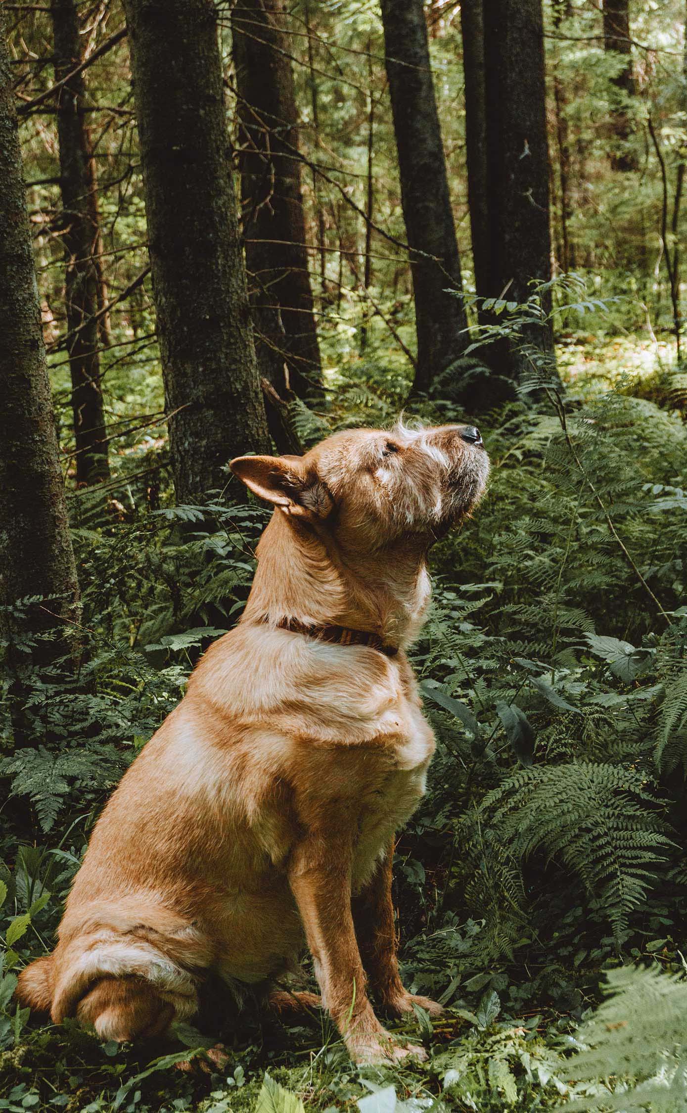 Bei der Auswahl von unseren Hundemäntel und Hundehalsbänder, legen wir grosssen Wert auf hochwertige Materialien.