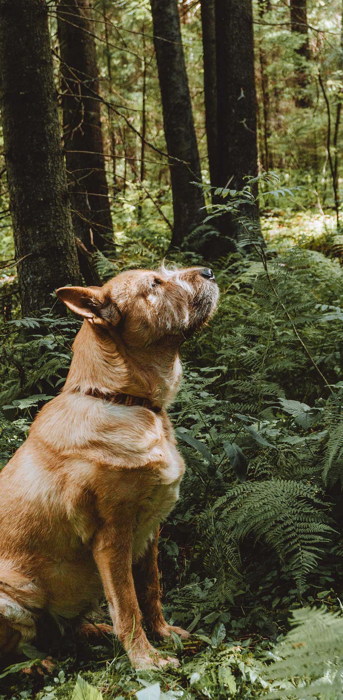 Bei der Auswahl von unseren Hundemäntel und Hundehalsbänder, legen wir grosssen Wert auf hochwertige Materialien.