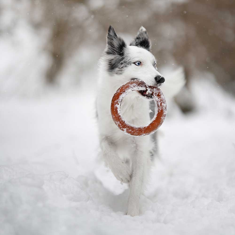 Hundespielzeug Rub Bite Grösse S