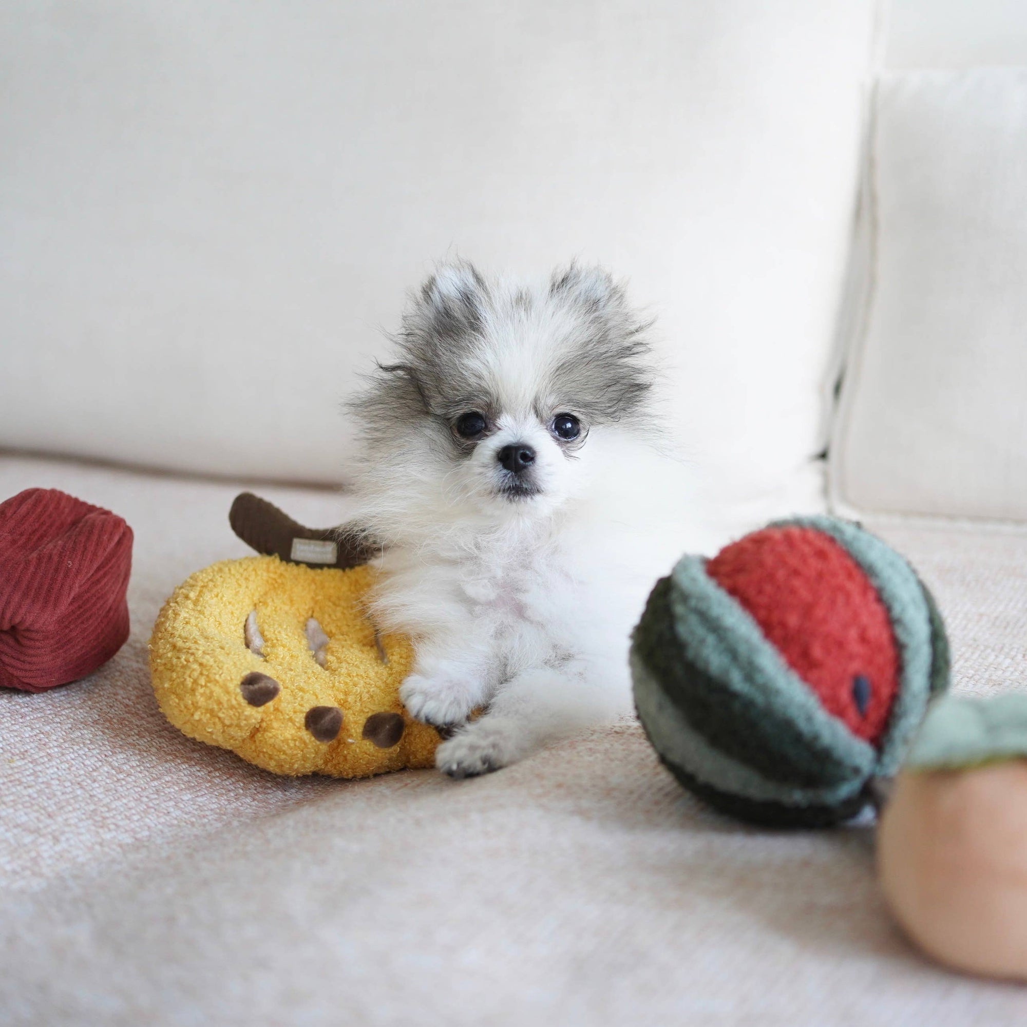 Hundespielzeug Früchte Set