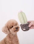Dog toy cactus