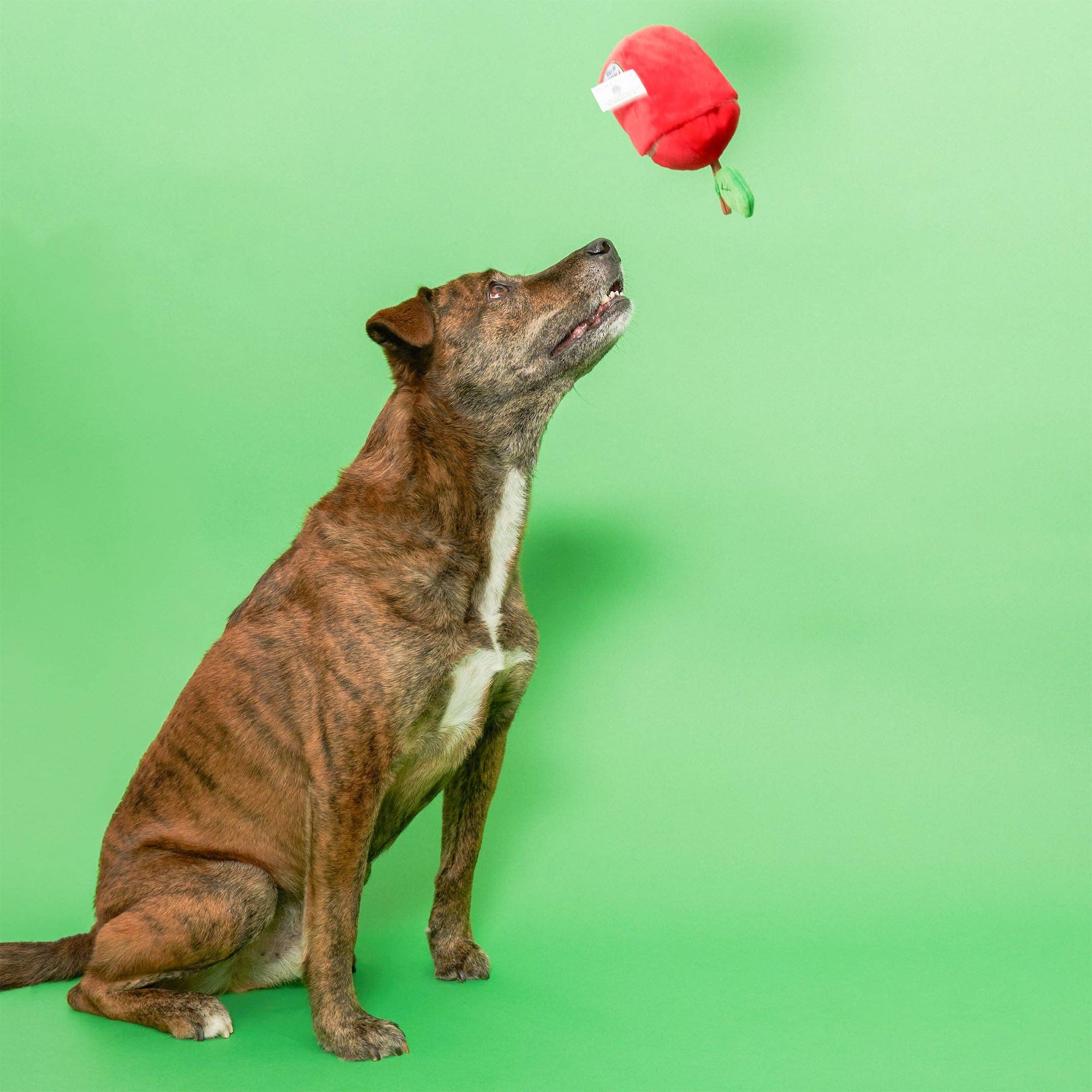 Schnüffelspiel Apple Nosework Hundespielzeug