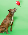 Schnüffelspiel Apple Nosework Hundespielzeug