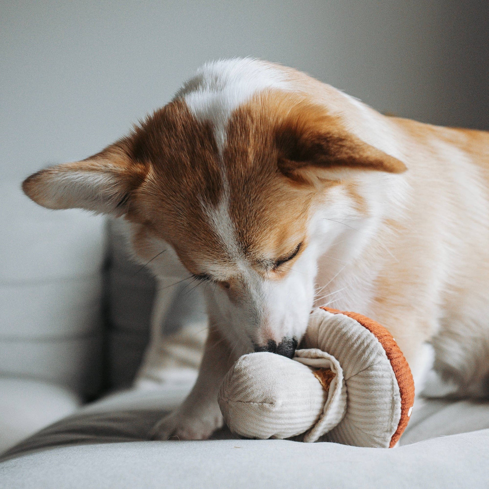 Hundespielzeug Shroom Fliegenpilz