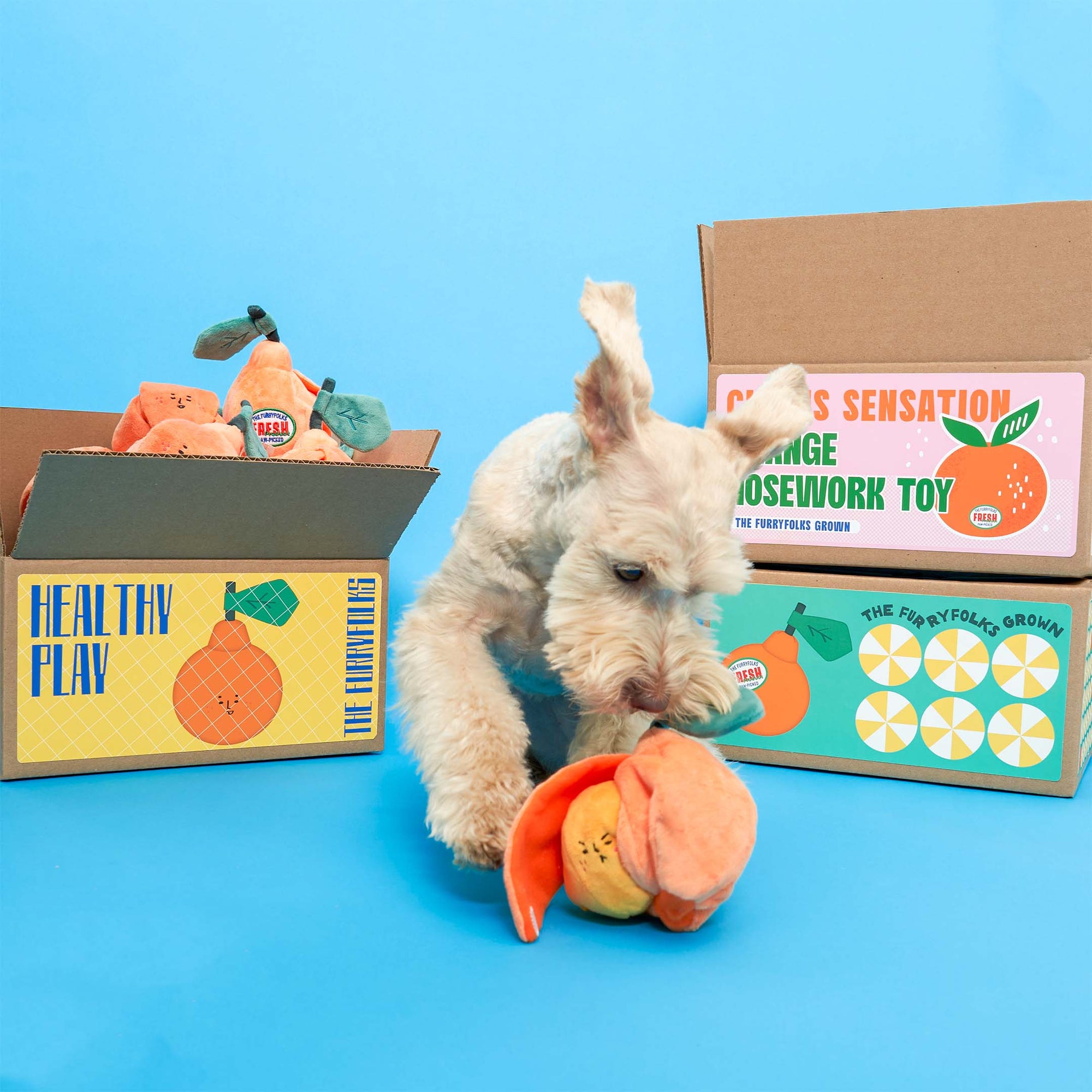 Schnüffelspiel Orange Hundespielzeug