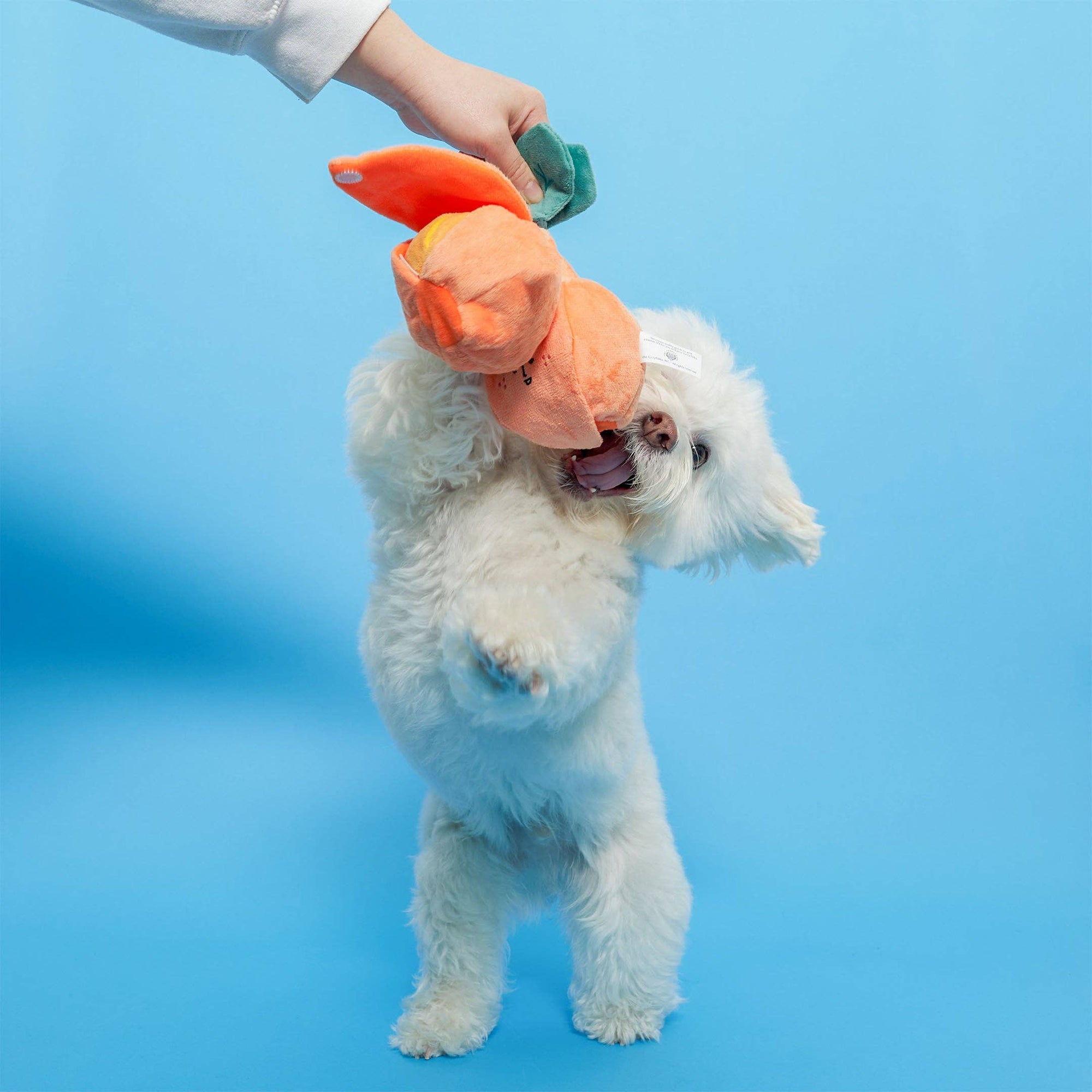 Schnüffelspiel Orange Hundespielzeug