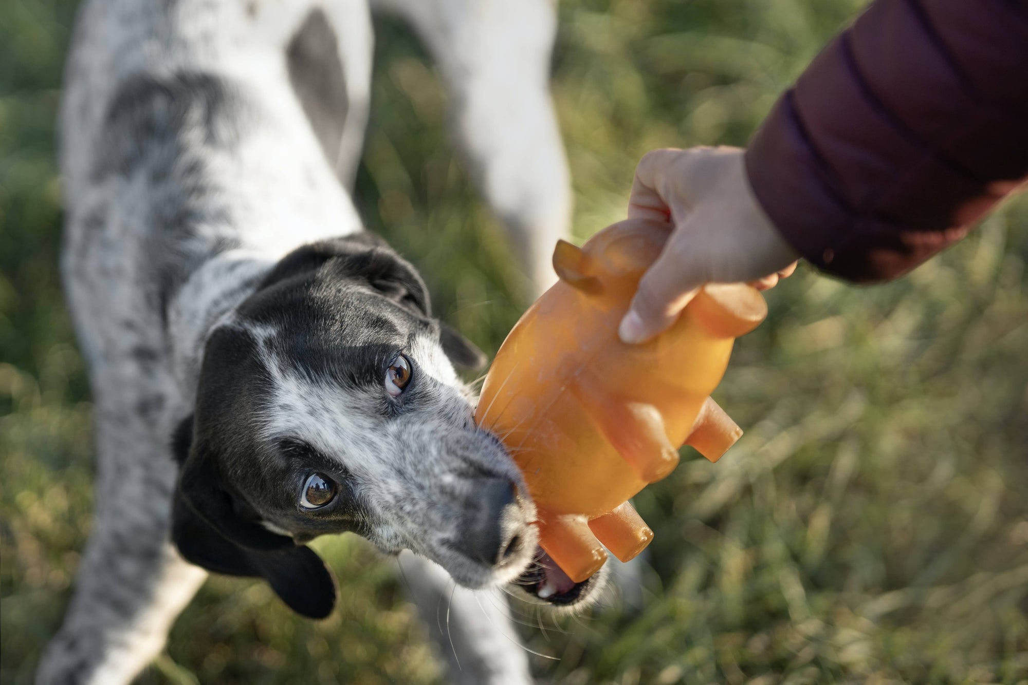 Hundespielzeug Rub Piggy Bank Grösse L