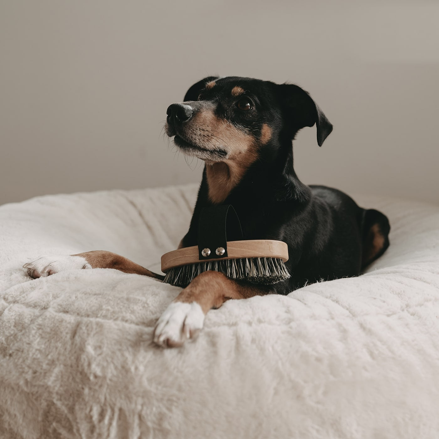 Short hair vegan brush