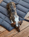 Hundetragetasche Sporta Asphalt / grau mit vielen smarten Details