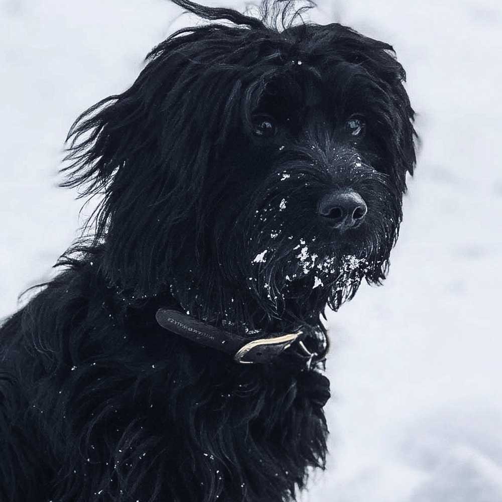 Hundehalsband Royal Black