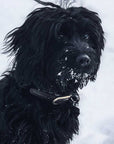 Hundehalsband Royal Black