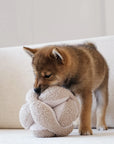 Hundespielzeug Schnüffelspiel Monti Hafer