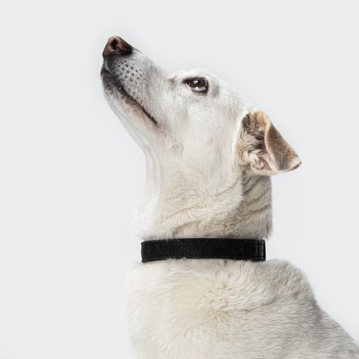 Hundehalsband Tivoli Black