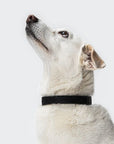Hundehalsband Tivoli Black