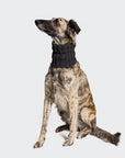 DIY knitting set dog loop Stone made from 100% finest merino wool