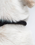 Hundehalsband Ravello Black
